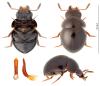 Agathidium mandibulare